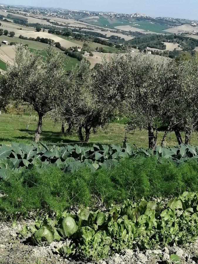 Casale San Martino Agriturismo Bio Sant'Angelo in Pontano Экстерьер фото