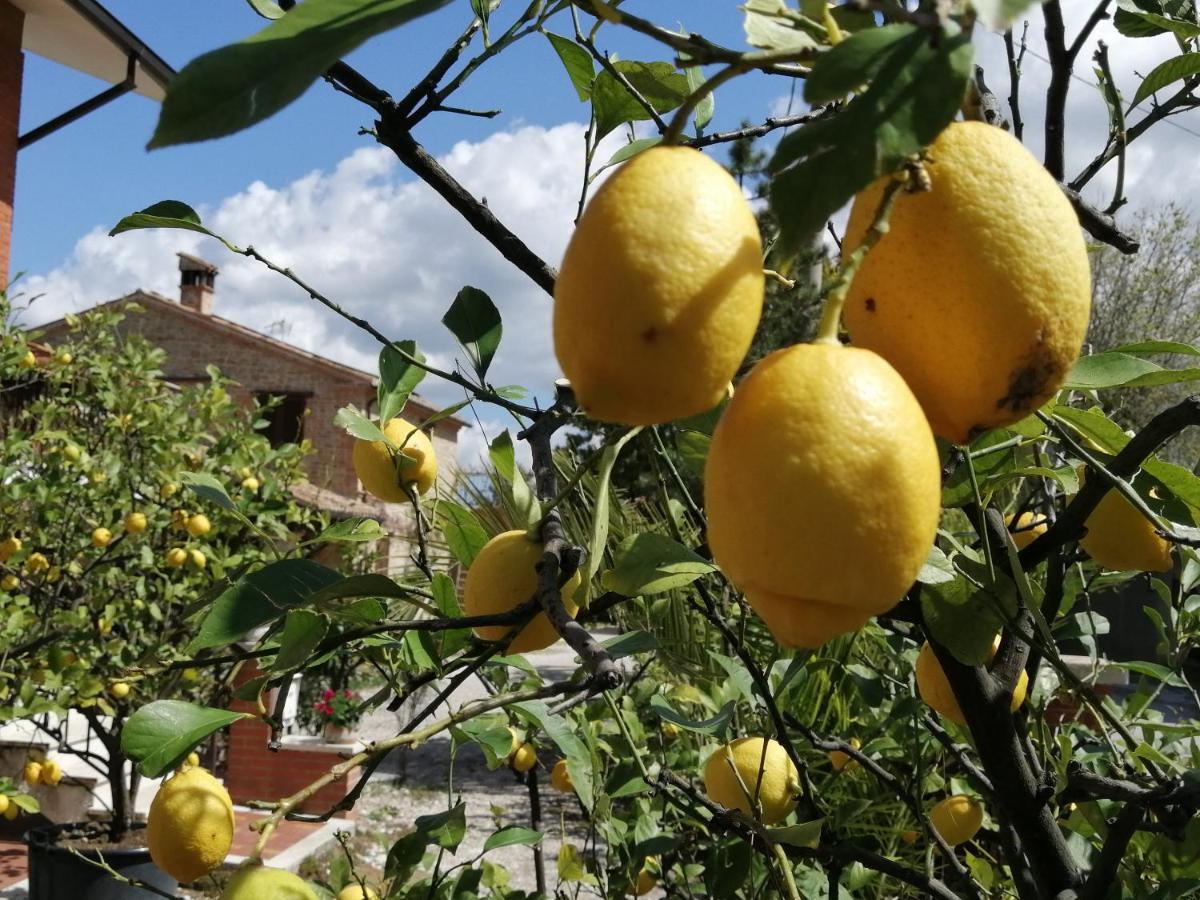 Casale San Martino Agriturismo Bio Sant'Angelo in Pontano Экстерьер фото